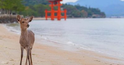 🏯 미야마 제1포대 터(미야마 다이이치 호다이아토)